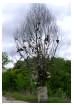 04ok00495_w_shoetree2.jpg